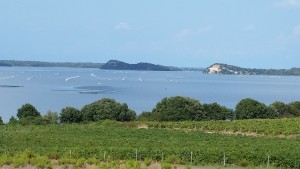 VIGNOBLE DE LA RESERVE DU pRESIDENT COTE ETANG